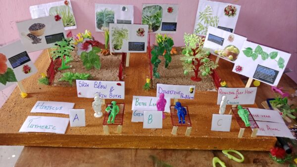 medical plants and herbs and uses