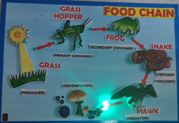 Food Chain Model