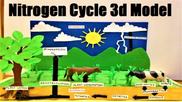 Nitrogen Cycle Model