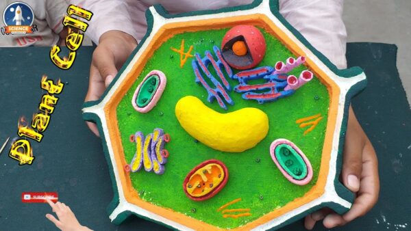 Plant Cell Model